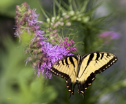 Tiger Swallowtail 2395
